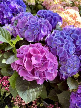 Pembe ve beyaz ortanca çiçekleri yazın bahçede çiçek açıyor. Hortensiya çok renkli çiçekler. Ortancalı güzel bir bahçe.