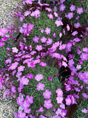 Karanfil çiçekleri. Güzel pembe karanfil çiçekleri, aynı zamanda Dianthus Waikiki de yaz bahçelerinde çiçek açıyor. Çiçek ve botanik temalar için mükemmel..