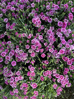 Dianthus Pembe Öpücükler (karanfil) çiçekleri. Güzel pembe karanfil çiçekleri arka planı. Çiçek ve botanik temalar için mükemmel. Bahçıvanlık fikri.