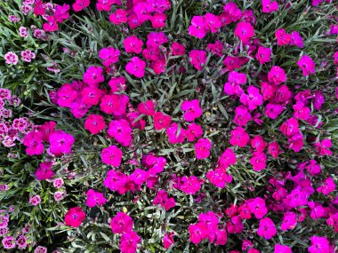 Dianthus Pembe Öpücükler (karanfil) çiçekleri. Güzel pembe karanfil çiçekleri arka planı. Çiçek ve botanik temalar için mükemmel. Bahçıvanlık fikri.
