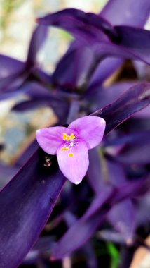 Bahçedeki güzel çiçekler, Tradescantia