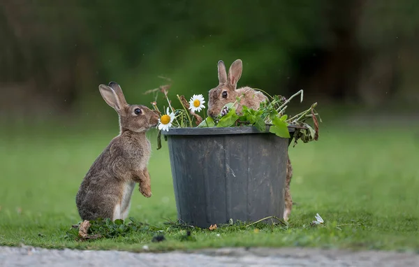 a small white rabbit in a farm in the garden
