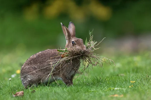 a small brown rabbit sitting on a green grass