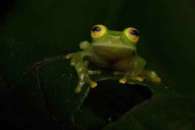 close up of the frog on a tree in the forest