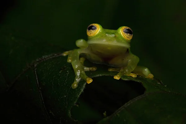 close up of the frog on a tree in the forest