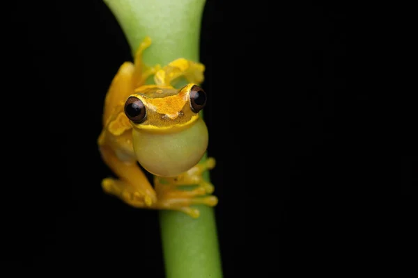 close-up of a frog in a yellow-green-eyed animal, amphibian wildlife