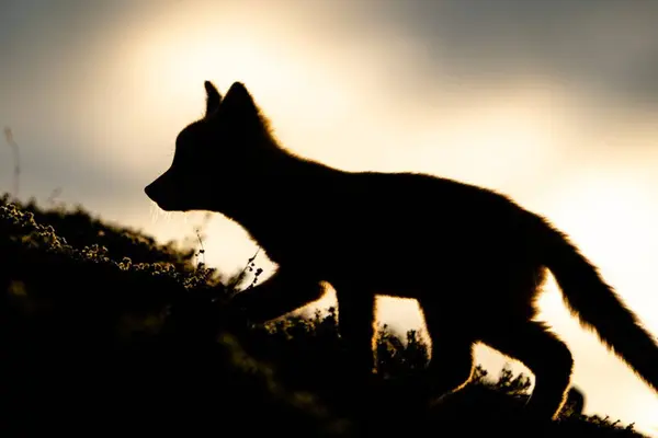 black silhouette of a dog on the background of the sunset