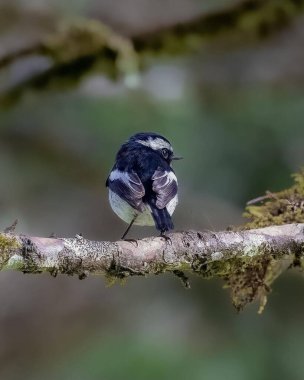 Bir kuşun yakın plan çekimi.