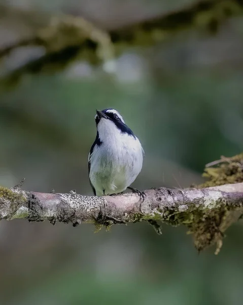 Doğada güzel bir kuş