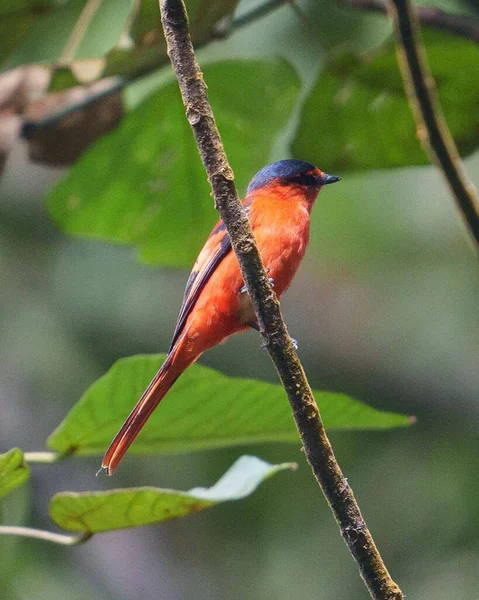 red jay perched on a tree branch