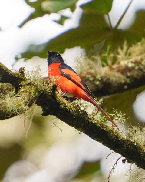 Doğadaki güzel kuşun manzarası
