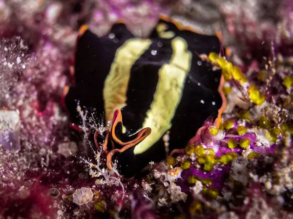 Denizdeki mercan kayalıkları