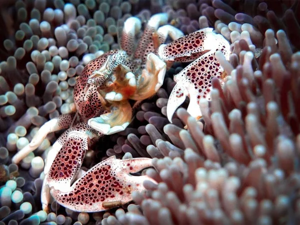 Güzel bir tropikal balığa yaklaş.