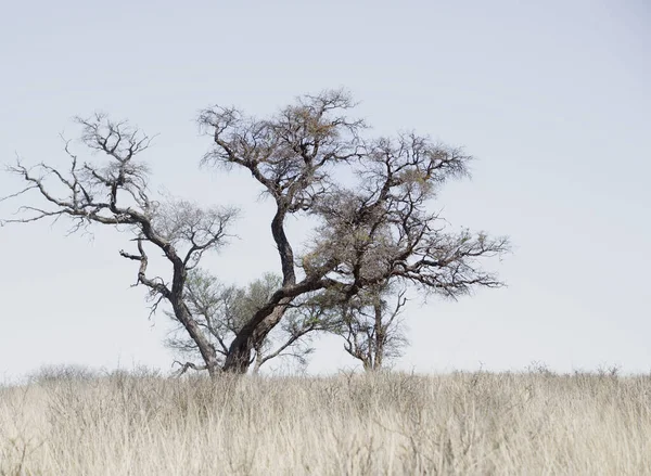Strom Poušti Přeshraničního Parku Kgalagadi Severním Mysu Jihoafrické Republiky — Stock fotografie