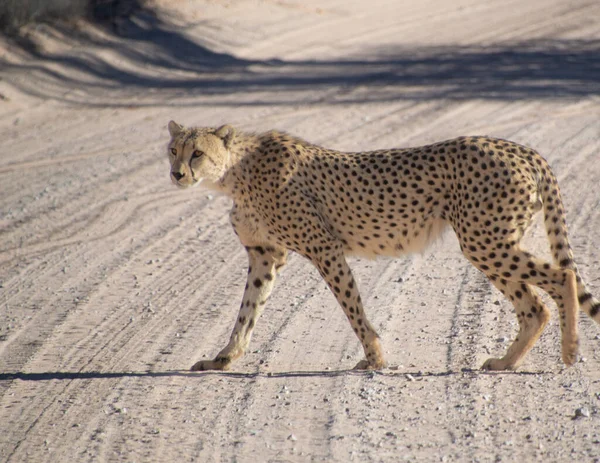 Çita, Kgalagadi Transfrontier Parkı 'nda toprak bir yoldan geçiyor.
