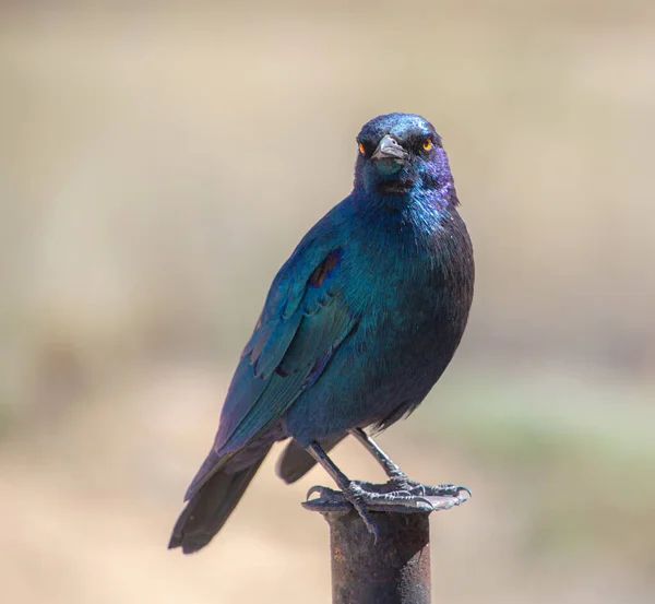 Cape Glossy Starling Kgalagadi Sınır Aşan Parkı 'nda bir direğe tünemiş.