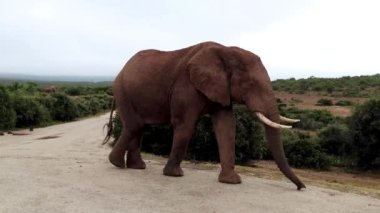 Güney Afrika 'daki Addo Fil Ulusal Parkı' nda kameranın önünden geçen bir fil boğasının videosunu kapatın.