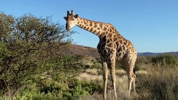 Zbliżenie Żyrafy Jedzącej Liście Wysokiego Drzewa Parku Narodowym Augrabies Falls — Wideo stockowe