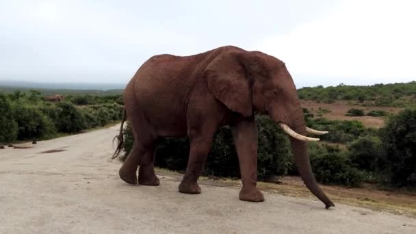 Close Vídeo Touro Elefante Andando Pela Câmera Parque Nacional Addo — Vídeo de Stock