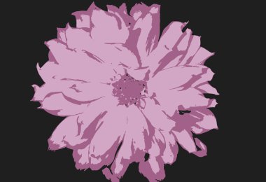Pembe bir kasımpatı çiçeğinin üst görüntüsünün vektör çizimi