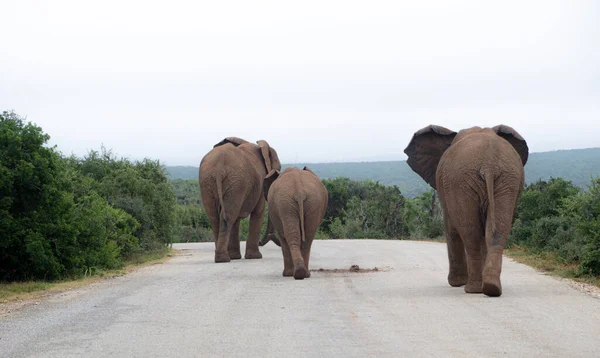 Three elephants walking away on dirt road