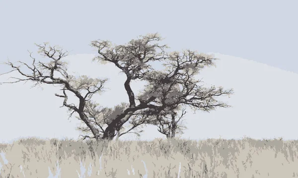 Kgalagadi Sınır Aşan Parkı 'nda ağaç görüntüsü