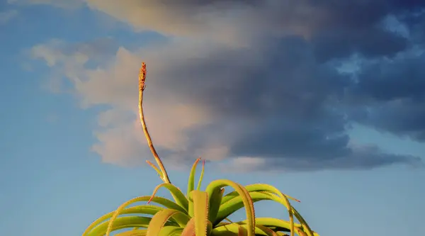 Bulanık bir geçmişi olan bir Aloe bitkisi.