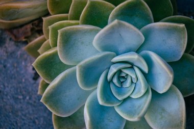 Arka plan için botanik, tatlı gülü