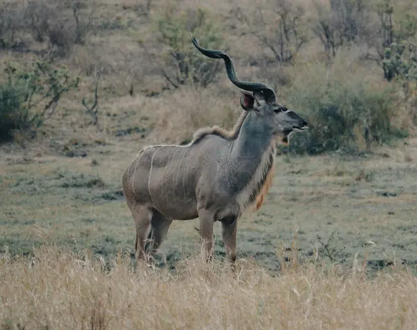 Kruger Ulusal Parkı 'nda Kudu Antilop Boğası