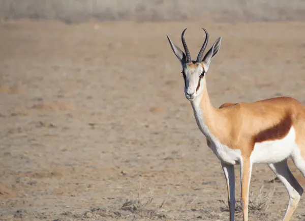 Çölde Springbuck impala