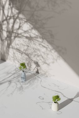 Simple monotone background with vases, tree shadows and natural light.