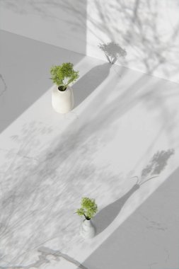 Simple monotone background with vases, tree shadows and natural light.