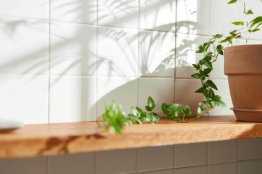 Duvarı ve beyaz fayansları olan beyaz ahşap bir raf. Sıcak güneş ışığı ve doğa tarafından kucaklanan huzurlu bir yer. Uyum, konfor ve zarif güzelliğin bir araya geldiği yer..