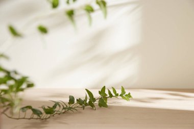 Minimum Yaşam Alanında Sabah Işığı ve Doğal Gölgeler.