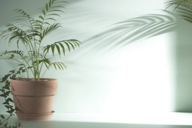 Minimum Yaşam Alanında Sabah Işığı ve Doğal Gölgeler.