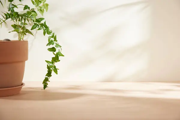 Minimum Yaşam Alanında Sabah Işığı ve Doğal Gölgeler.