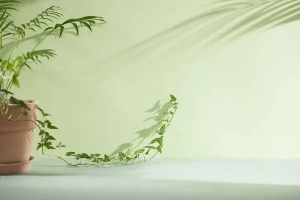 Minimum Yaşam Alanında Sabah Işığı ve Doğal Gölgeler.