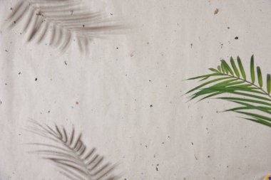 Beyaz arka planı olan palmiye dalları. Tropikal Gölge Yumuşak Renkli Arkaplanda Yapraklar.