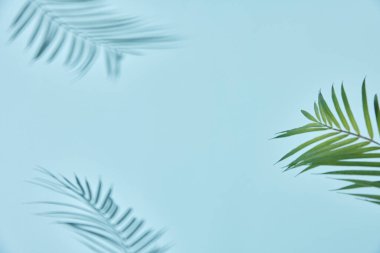 Beyaz arka planı olan palmiye dalları. Tropikal Gölge Yumuşak Renkli Arkaplanda Yapraklar.