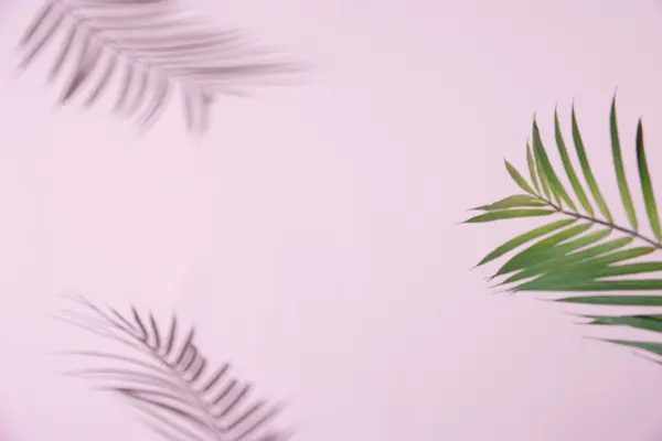 Beyaz arka planı olan palmiye dalları. Tropikal Gölge Yumuşak Renkli Arkaplanda Yapraklar.