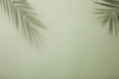 Gri arkaplanda beyaz palmiye yaprağı.