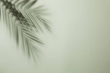 Beyaz arka planda palmiye yaprağı gölgesi. Copyspace ile yaz arkaplanı. Palmiye yaprakları ve güneş.