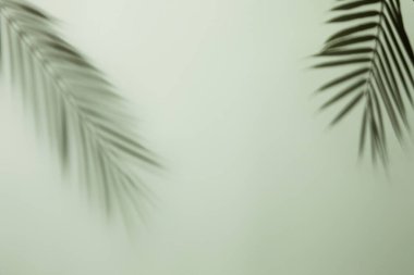 Beyaz arka planda gölge palmiye yaprakları, tropikal arkaplan