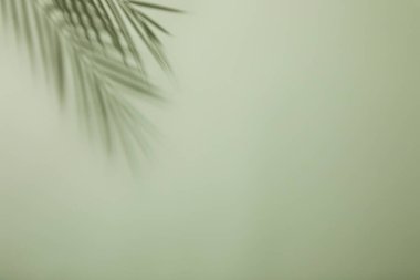 Beyaz bir duvarda bir palmiye ağacının gölgesi