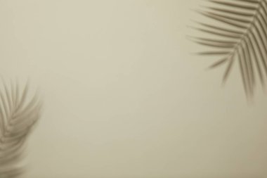 Beyaz arkaplanda palmiye yaprakları.