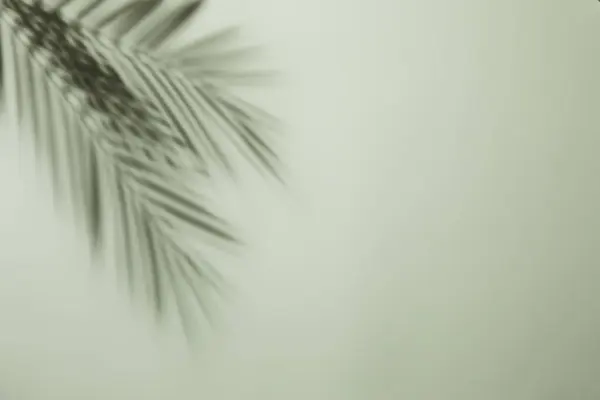 Beyaz arka planda palmiye yaprağı gölgesi. Copyspace ile yaz arkaplanı. Palmiye yaprakları ve güneş.