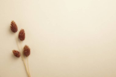 Beyaz arkaplanda buğday, düz yatış, metin için boşluk.