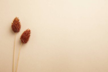 Bej arka planda kurutulmuş kırmızı buğday kulakları, fotokopi alanı ile düz yatış, tasarım afişi