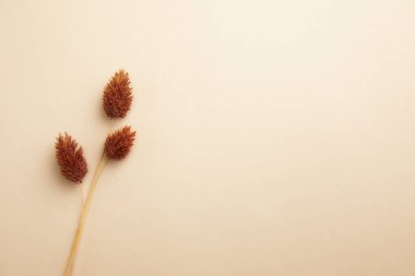 Beyaz arka planda kuru kırmızı buğday, buğday kulakları