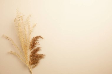 Beyaz pofuduk kabarık çiçeklerin kuru dalı bej arka planda, düz yerde. Metin ve pankart için boşluk.